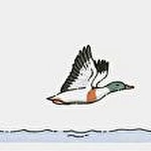 Sequence of illustrations of duck flying and landing on water