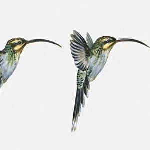 Sequence of illustrations of hovering Long-billed Hermit (Phaethornis longirostris) hummingbird