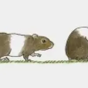 Sequence of illustrations showing brown and white hamster