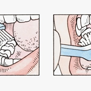 Sequence of illustrations showing how to brush teeth correctly using toothbrush