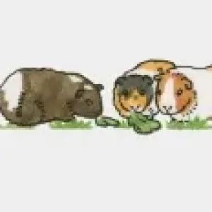 Sequence of illustrations showing guinea pigs on grass