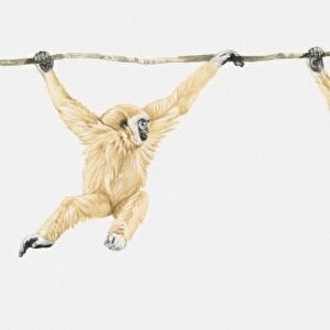 Sequence of illustrations showing Lar Gibbon or White-handed Gibbon (Hylobates lar) swinging on vine
