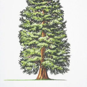 Sequoiadendron giganteum, Big Tree, Giant Redwood, Sierra Redwood, Wellingtonia