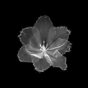 Serrated tulip, X-ray