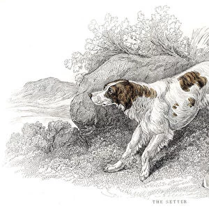 Setter dog engraving 1840