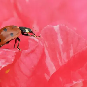 Seven-spot ladybird (Coccinella septempunctata) adult on a garden Camellia flower, England, United Kingdom, Europe Seven-spot ladybird (Coccinella septempunctata) adult on a garden Camellia flower, England, United Kingdom, Europe