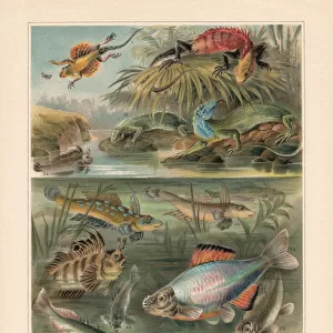Sexual dimorphism at lizards, amphibians, and fish, chromolithograph, published 1897