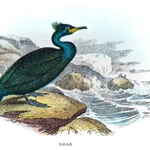 Shag cormorant illustration 1896