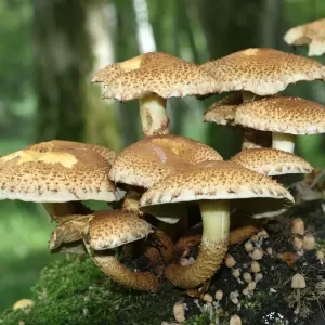Shaggy Pholiota (Pholiota squarrosa), Allgaeu, Bavaria, Germany, Europe Shaggy Pholiota (Pholiota squarrosa), Allgaeu, Bavaria, Germany, Europe