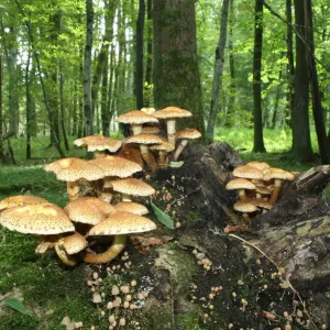 Shaggy Pholiota (Pholiota squarrosa), Allgaeu, Bavaria, Germany, Europe Shaggy Pholiota (Pholiota squarrosa), Allgaeu, Bavaria, Germany, Europe