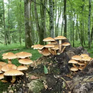 Shaggy Pholiota (Pholiota squarrosa), Allgaeu, Bavaria, Germany, Europe Shaggy Pholiota (Pholiota squarrosa), Allgaeu, Bavaria, Germany, Europe