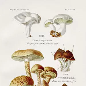Shaggy scalycap mushroom 1891