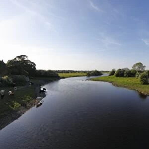 Shannon River near Shannonbridge, County Offaly, Leinster, Republic of Ireland, Europe