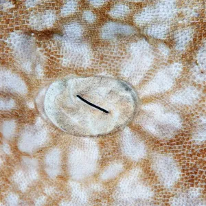 Shark eye Shark eye