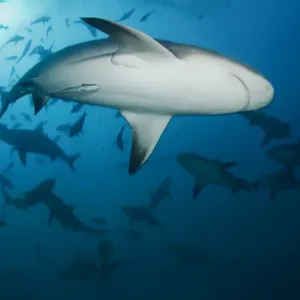 Sharks diving in water Sharks diving in water