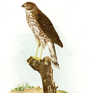 Sharp shinned hawk lithograph 1897