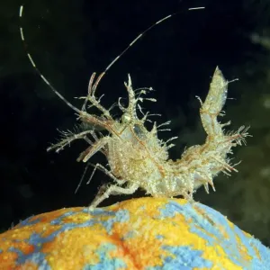 Sharps Shrimp -Rhynocrangon sharpi-, Sea of Japan, Primorsky Krai, Russia Sharps Shrimp -Rhynocrangon sharpi-, Sea of Japan, Primorsky Krai, Russia