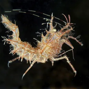 Sharps Shrimp Print - Rhynocrangon sharpi, Sea of Japan Sharps Shrimp Print - Rhynocrangon sharpi, Sea of Japan
