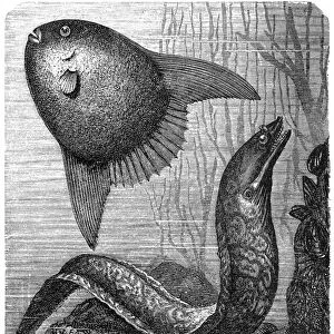 Sharptail mola (orthagoriscus mola) and Muraena helena