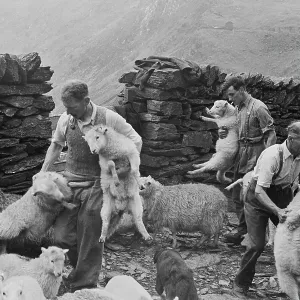 Shearing Time In Snowdonia Shearing Time In Snowdonia
