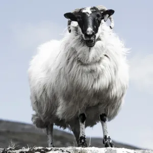 Sheep Print with Black Head and Horns, County Cork, Ireland Sheep Print with Black Head and Horns, County Cork, Ireland