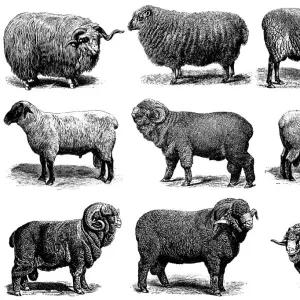 Sheep Breeds