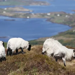 Sheep, Connemara National Park, County Galway, Republic of Ireland, Europe Sheep, Connemara National Park, County Galway, Republic of Ireland, Europe
