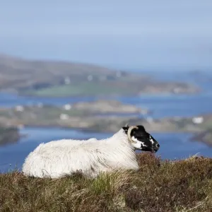 Sheep, Connemara National Park, County Galway, Republic of Ireland, Europe Sheep, Connemara National Park, County Galway, Republic of Ireland, Europe