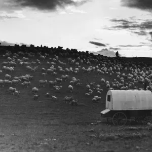 Sheep At Dusk