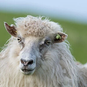 Sheep with an ear tag, Faroe Islands, Denmark