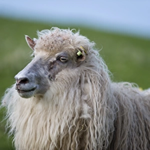 Sheep with an ear tag, Faroe Islands, Denmark