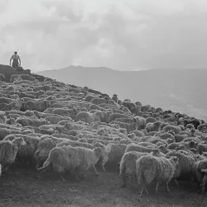 Sheep Farming In Snowdonia Sheep Farming In Snowdonia