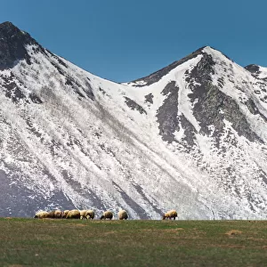 Sheep on grass field with Nemrut volcano background