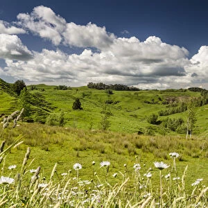 Sheep grazing meadow with flowers, North Island, New Zealand