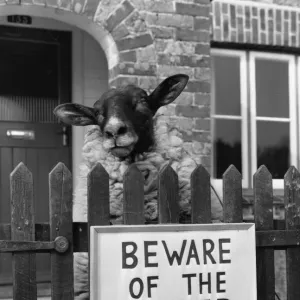 Images Dated 1975: November