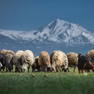 Sheep herd at Lake Van side