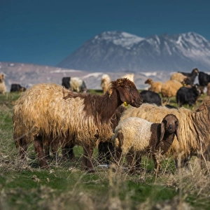 Sheep herd with Nemrut volcano background