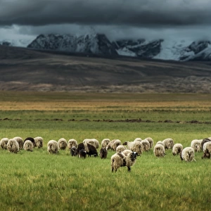 Sheep herd in Tibet grass field