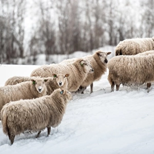 Sheep herd waking on snow field