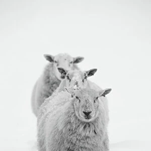 Three Sheep in a Line in the Snow