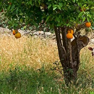Sheep under an orange tree, Soller, Majorca, Balearic Islands, Spain