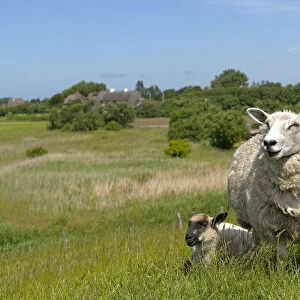 Sheep -Ovis orientalis aries-, female with lamb standing on a dike, near Osterende, Sylt, Schleswig-Holstein, Germany