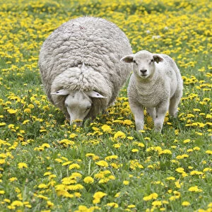 Sheep -Ovis orientalis aries- with lamb feeding in dandelion meadow, Texel, The Netherlands