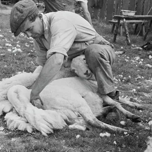 Sheep Shearing In Wales Sheep Shearing In Wales