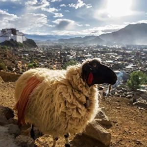 A sheep and Shigatse Dzong, Tibet, China