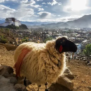 A Sheep and Shigatse Dzong Print
