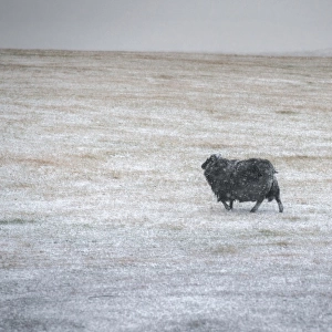 Sheep on a snow field