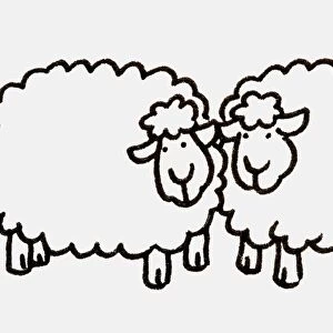Two sheep standing next to each other with heads almost touching, side view