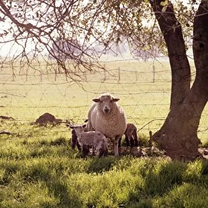 Sheep Under A Tree