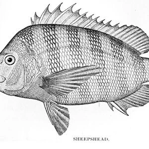 Sheepshead engraving 1898